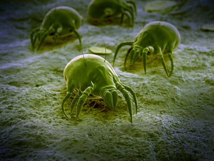 "Dust mites